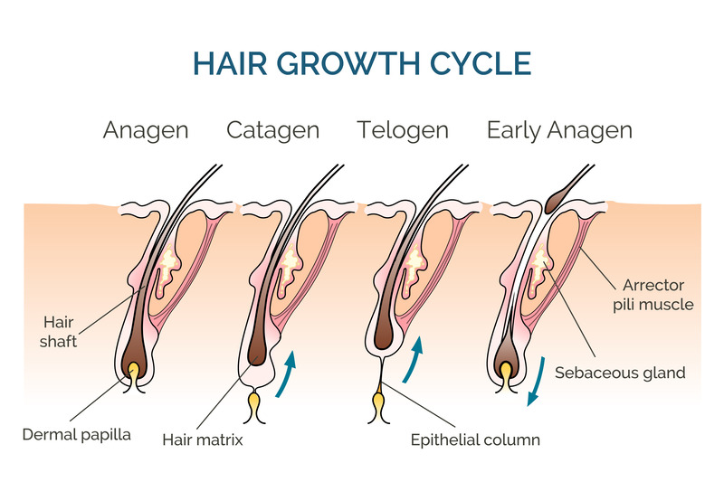 The Cycles of Hair Growth