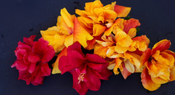 Hibiscus for Hair: Benefits and How to Use
